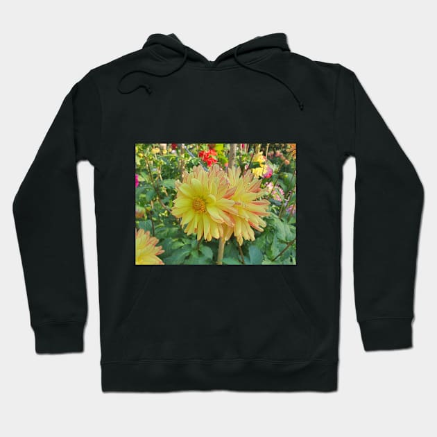 Yellow and Red Dahlias Hoodie by claire-l-page